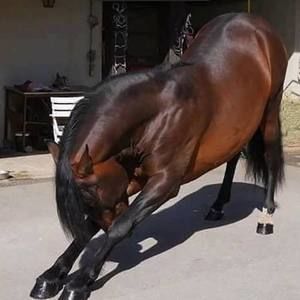 Meet your Posher, Jaime